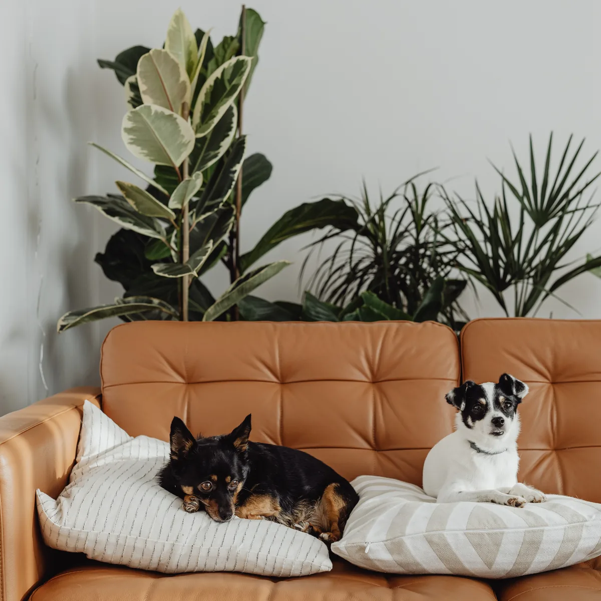 Pets & Animals